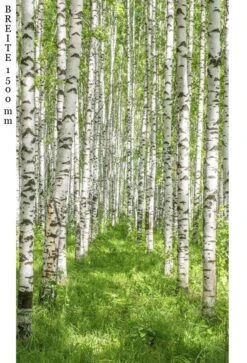 Schulte Decodesign Duschrückwand Foto Birkenwald -Schulte 15822 3