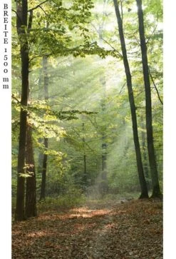 Schulte Decodesign Duschrückwand Foto Waldlichtung -Schulte 15823 3